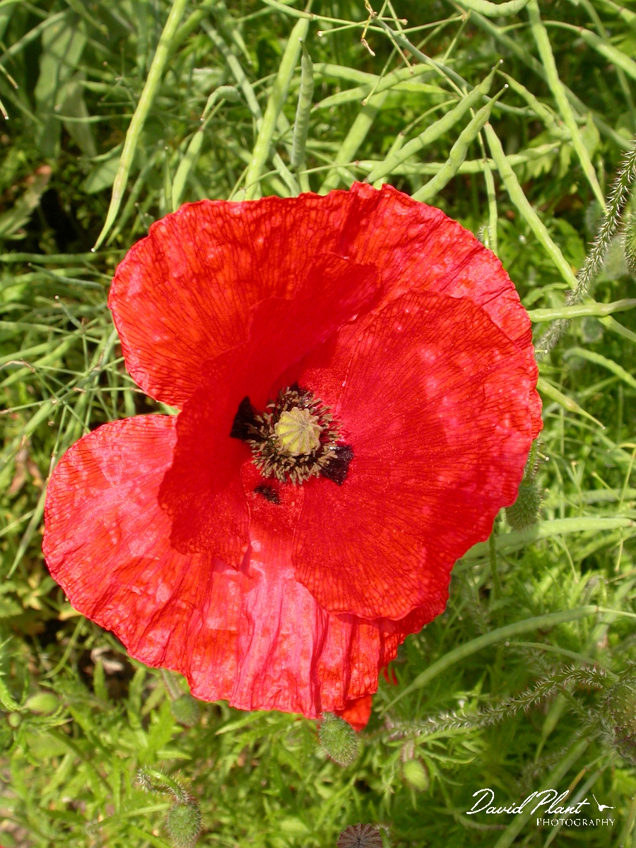 David Plant Photography - Wildlife Photographer - Common poppy flower - A.jpg - Common poppy flower - Buckinghamshire